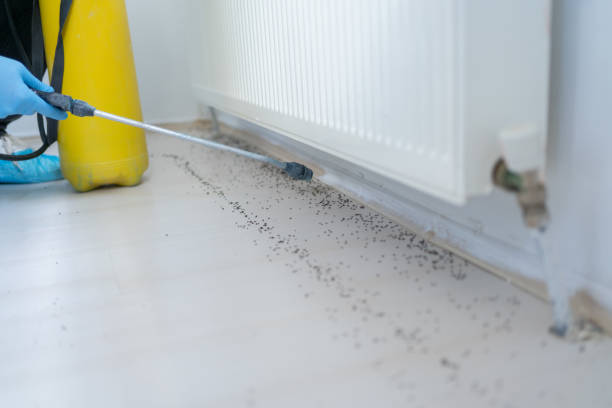 Best Bed Bug Extermination  in Southside, AR
